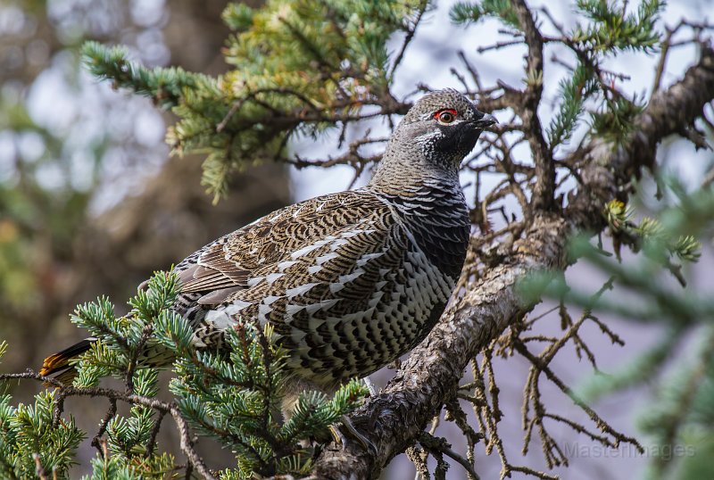_MG_7603c.jpg - Spruce Grouse (Falcipennis canadensis)